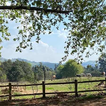 Yellowwoods Farm - Willoughbys Cottage And Old Stables Cottage Curryʼs Post 외부 사진