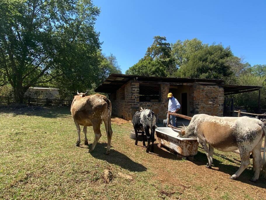 Yellowwoods Farm - Willoughbys Cottage And Old Stables Cottage Curryʼs Post 외부 사진